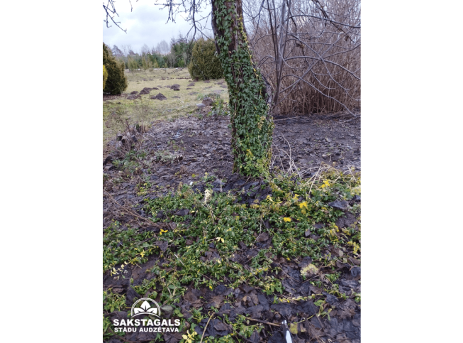 Euonymus fortunei   'Sunspot'